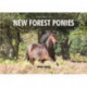 The Spirit of New Forest Ponies