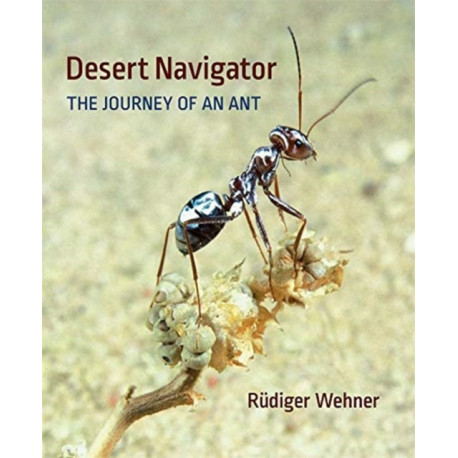 Desert Navigator: The Journey of an Ant