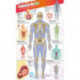 DKfindout! Human Body Poster