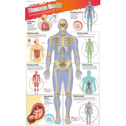 DKfindout! Human Body Poster