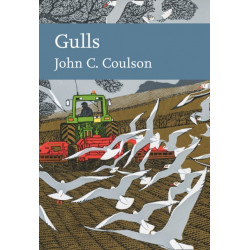 Gulls