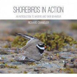 Shorebirds in Action: An Introduction to Waders and their Behaviour