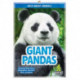 Giant Pandas