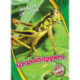 Grasshoppers