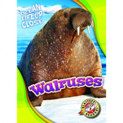 Walruses