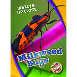 Milkweed Bugs
