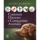 Common Diseases of Companion Animals