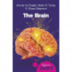 The Brain: A Beginner's Guide