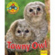Wildlife Watchers: Tawny Owl
