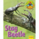 Wildlife Watchers: Stag Beetle