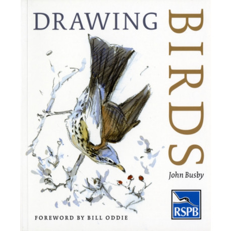 Drawing Birds