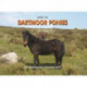 Spirit of Dartmoor Ponies