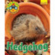 Wildlife Watchers: Hedgehog