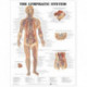 The Lymphatic System Anatomical Chart