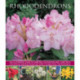 Rhododendrons