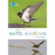 RSPB Spotlight Swifts and Swallows