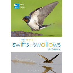 RSPB Spotlight Swifts and Swallows