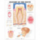 Anatomy of the Teeth Anatomical Chart