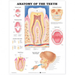 Anatomy of the Teeth Anatomical Chart