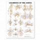 Ligaments of the Joints Anatomical Chart