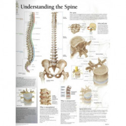 Understanding the Spine Paper Poster
