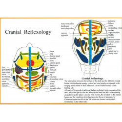 Cranial Reflexology -- A4
