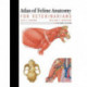 Atlas of Feline Anatomy For Veterinarians: For Veterinarians
