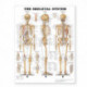 The Skeletal System Giant Chart: 42" x 62" chart