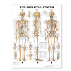 The Skeletal System Giant Chart: 42" x 62" chart
