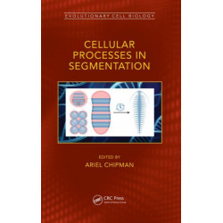Cellular Processes in Segmentation