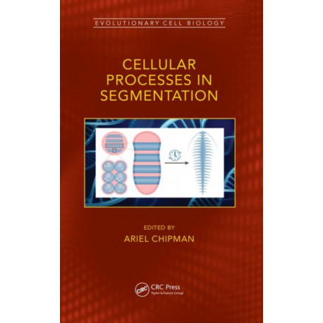Cellular Processes in Segmentation