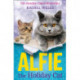 Alfie the Holiday Cat