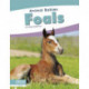 Foals