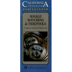 Whale Watching & Tidepools