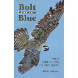 Bolt from the Blue: Wild Peregrines on the Hunt