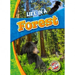 Life in a Forest