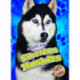 Siberian Huskies