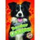 Border Collies