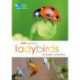 RSPB Spotlight Ladybirds