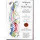 The Anatomy of Hatha Yoga: A Manual for Students Teachers and Practitioners