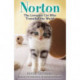 Norton, The Loveable Cat Who Travelled the World