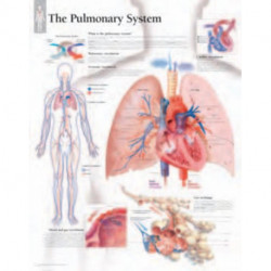 Pulmonary System Laminated Poster