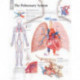 Pulmonary System Paper Poster