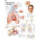 Respiratory System Laminated Poster