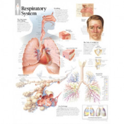 Respiratory System Laminated Poster