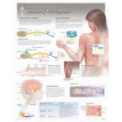 Sensory Receptors Laminated Poster