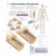 Understanding Osteoporosis Laminated Poster