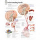 Understanding Stroke Laminated Poster