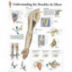 Understanding the Shoulder & Elbow Laminated Poster