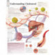 Understanding Cholesterol Paper Poster